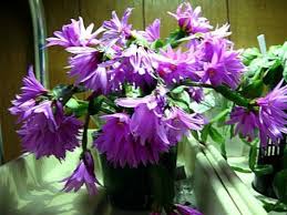 Feeds through the roots to provide vital micronutrients. Houseplant Easter Cactus Photo