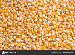 Background Of Dry Corn Grains Popcorn Maize Background Stock Photo By C Fengari3211 268172248