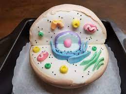We did not find results for: Animal Cell Cake Model Medical Amino