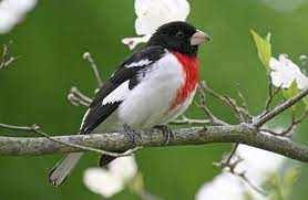 They're also vocal birds and keep up a regular stream. Rose Breasted Grosbeak Wikipedia