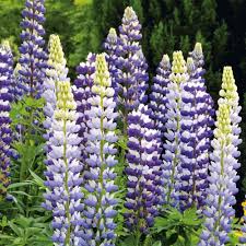 Lupine Online Kaufen Bei Ahrens Sieberz Balkon Blumen Gartenpflanzen Ziergeholze
