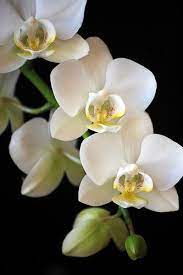 Pin On Plants I Love