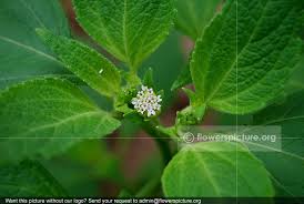 Image result for Blainvillea acmella