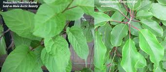 The male hardy kiwi plant produces fragrant, bright white flowers in may. Need Kiwi Vine Identification
