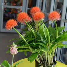 Image result for Scadoxus multiflorus