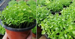Cara Tanam Daun Sup Dari Biji Benih Tak Sampai 3 Minggu Merimbun Naiknya Vanilla Kismis