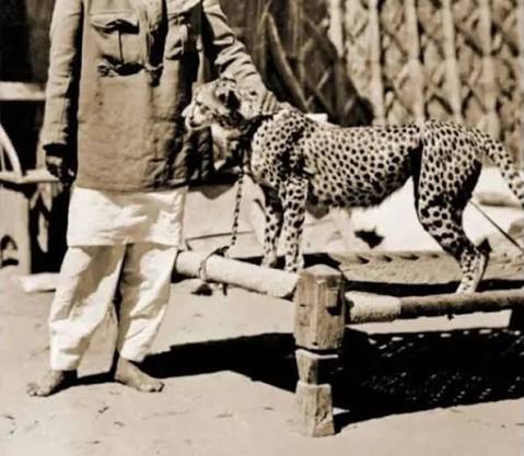 How India's Last Asiatic Cheetahs Were Used For Hunting By the British, the Mughals and the Rajputs
