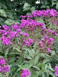 Image result for Vernonia undulata