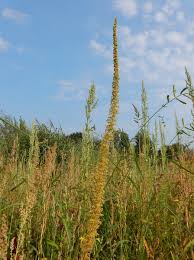 Image result for Dysphania schraderiana