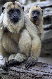 Mother Son Black Howler Monkey Animals Beautiful Animals Wild Howler Monkey