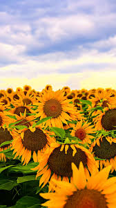 Sunflower Iphone Wallpapers Top Free Sunflower Iphone Backgrounds Wallpaperaccess There is something so relaxing about gazing at the sky and watching all the clouds go by. sunflower iphone wallpapers top free