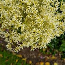 Image result for Morinda asteroscepa