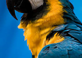 Maybe you would like to learn more about one of these? Ø·ÙŠÙˆØ± Ø¨Ø¨ØºØ§Ø¡ Ø¨Ø§Ù„ØµÙˆØ± Ù„Ù„ØªØ­Ù…ÙŠÙ„ Ø¹Ø§Ù„Ù… Ø§Ù„ØµÙˆØ±