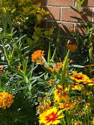 Image result for Asclepias ameliae