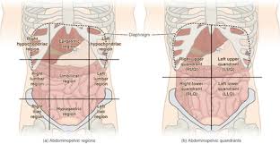 Ventral Body Cavity - Wikidoc