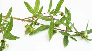 Image result for Eclipta prostrata