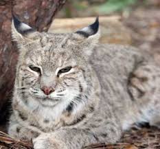 Bobcat Facts Photos Sounds News And Videos