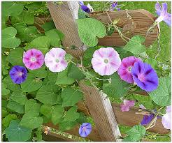 We did not find results for: Choisir Une Plante Grimpante