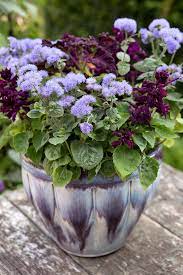 This Gorgeous Late Spring Early Summer Container Uses Ageratum Houstonianum Purple Bedding Salvia And Purple Coleu Plants Garden Containers Container Flowers