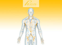 Anatomie des menschen (fach) / lymphsystem (lektion). Die Geschichte Des Lymphsystems Pascoe Naturmedizin