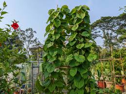 Image result for Telosma