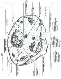 Maybe you would like to learn more about one of these? 31 Label And Color The Animal And Plant Cells Answer Key Labels Database 2020