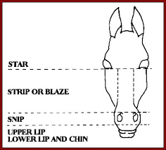 tennessee walking horse walkers west facial markings