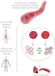 Erythrocyte-Derived microRNAs: Emerging Players in Cardiovascular and  Metabolic Disease
