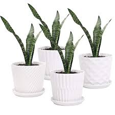 These plants aren't favored by everyone because of their strong, bold look and tough, pointed leaves. 10 Best Pot For Snake Plant Reviews Inside Herb Gardens