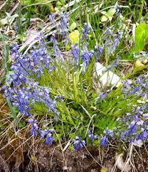 Image result for Polygala ohlendorfiana