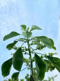 Image result for Acalypha indica