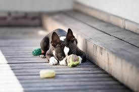 Because lymphoma is often widespread, surgery is often unable to remove all traces of cancer. The Pet Oncologist Vet Oncologist Online Brain Cancer In Dogs