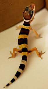 Black And White Striped Leopard Gecko Baby Leopard Gecko Cute Reptiles Gecko Leopard Gecko
