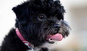 Yorkie shih tzu poodle mix black and white. Shihpoo Dog Breed Information