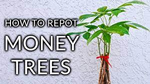 Repotting a money tree bonsai. How To Repot A Money Tree Pachira Aquatica The Mix To Use Joyusgarden Youtube