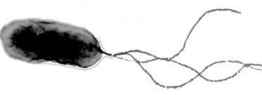 Image result for Pseudomonas syringae