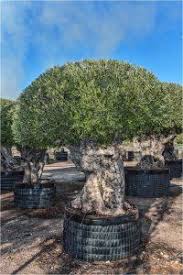 Palm Trees And Olive Trees For Sale In Spain In Europe And Internationally Olive Trees For Sale Olive Tree Beautiful Tree