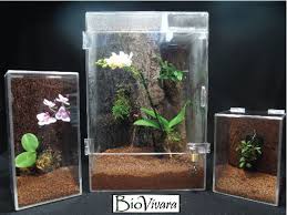 Miniature Orchid Desktop Vivarium Orchid Terrarium Miniature Orchids Beautiful Orchids