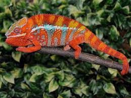 Home > animali > rettili > camaleonti. Rettili Esotici Camaleonte Del Madagascar Furcifer Pardalis