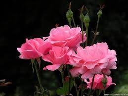 Here you can find the best rose flowers wallpapers uploaded by our community. Beautiful Pink Roses Wallpapers Group 74