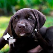 Puppies will have their first shots and be vet checked. 1 Labrador Retriever Puppies For Sale In Michigan