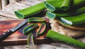 Aloe vera bakımı oldukça kolay bir bitki. Aloe Vera Yararlari Nelerdir Aloe Vera Ile Cilt Bakimi Nasil Yapilir Aloe Vera Jeli Kullanimi Bebek Haberleri