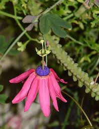 Image result for Adenia karibaensis