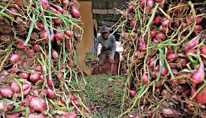 Holtikultura merupakan cabang dari agronomi, namun holtikultura lebih memfokuskan pada budidaya tanaman buah, bunga, sayuran, hias dan obat obatan. Kementan Ekspor Tiga Komoditas Hortikultura
