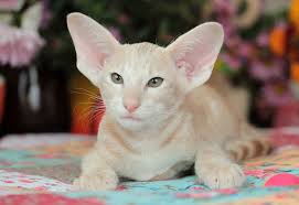 Nah, penasaran tentang beberapa warna kerudung yang bisa menjadi. Warna Kucing Oriental 18 Gambar Perihalan Kucing Merah Dan Siam Hitam Dan Putih Dan Coklat Kayu Hitam Dan Warna Lain