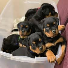 Who are the owners of the von warterr rottweiler? German Rottweiler Puppies For Sale Home Facebook
