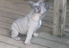 English bulldog puppies & dogs for sale/adoption. French Bulldog Puppy For Sale Adoption Rescue For Sale In Bonham Texas Classified Americanlisted Com