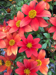 Image result for Bidens baumii