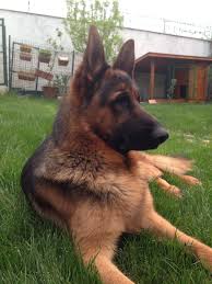 Can Dostum Goren Duyan