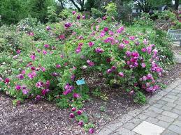 Tour De Malakoff Rose Photo Garden Plants Outdoor Decor